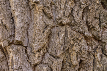 Oak tree bark close up. Old wood tree bark texture. Selective focus.