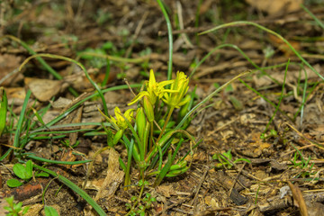 Field Gagea flowers (or Goose onion, or Bird's bow). Spring flowers in the forest. Selective focus, fine DOF (depth of field).