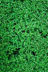 Lawn flooring, lawn background image
