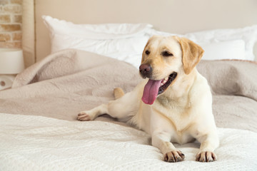 Yellow labrador, retriever lying on the bed. Dog breed Labrador lies on a bed in the room. The dog lives in the house. Morning, dog.