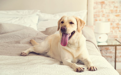Yellow labrador, retriever lying on the bed. Dog breed Labrador lies on a bed in the room. The dog lives in the house. Morning, dog.