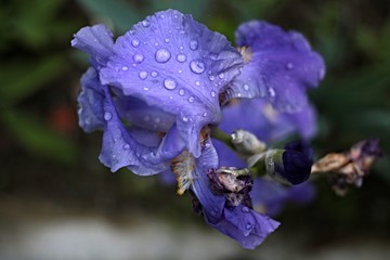 Orchidea