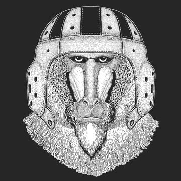 Baboon, monkey, ape. Rugby leather helmet. Head, portrait of animal.