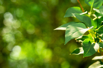 Fresh green tree leaves on nature abstract blur background. Header or banner for advertise on social media.  Botanical template in the sun spring and summer.