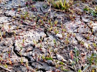 New life on dry cracked earth