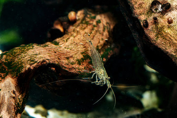 Amano aquarium shrimp on a moss covered branch in an aquarium