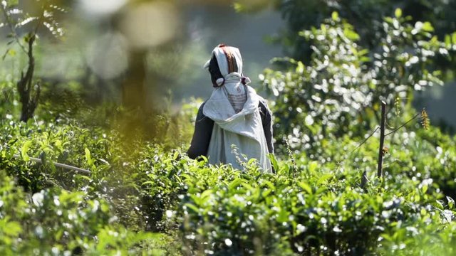 A  Tamil tea picker working in the Tea plantations of Sri Lanka