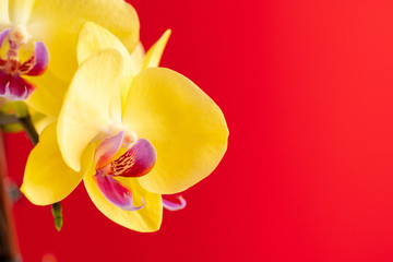 Tiny orchid flowers on red background close up