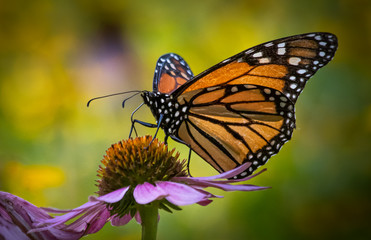 Profile close up of a monarch butterfly on an echinacea flower against a colorful blurred background