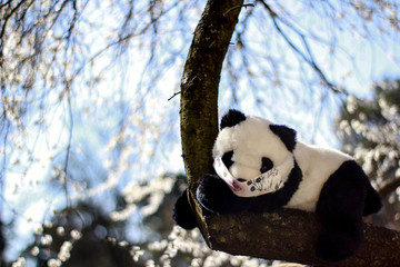 Fototapeta premium panda on the tree in the mask, bear, animal, china, bamboo, giant, mammal, endangered, cute, nature, coronastyle, coronavirous, ecology, ecologically, eco, corona, virus, mask, kids, climate, amazonia