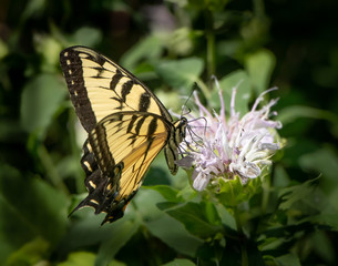 An eastern swallowtail butterfly feeds on a bergamot flower against blurred natural background © cwieders