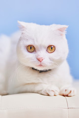 White Persian cat isolated on blue sky background