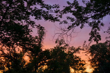 Purple Sky with Dark Leafy Branches