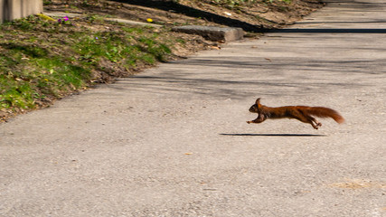 Eichhörnchen