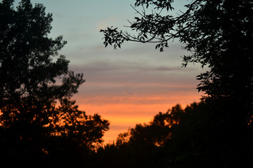 Sunset Sky Framed by Dark Tree Branches in Summer