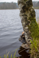 birch on the shore of the pond