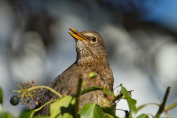 Nahaufnahme einer weiblichen Amsel im Frühling, Portrait turdus merula