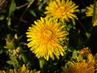 Macro shot of yellow sow-thistle in sunny day. Selective focus.
