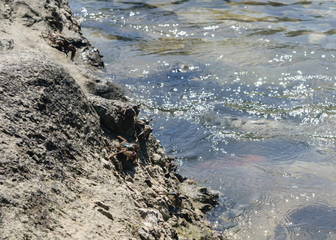Crabs on rocks on the beach, Phuket.