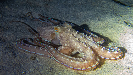 Ornate Octopus seen on night dive, Big Island Hawaii. 