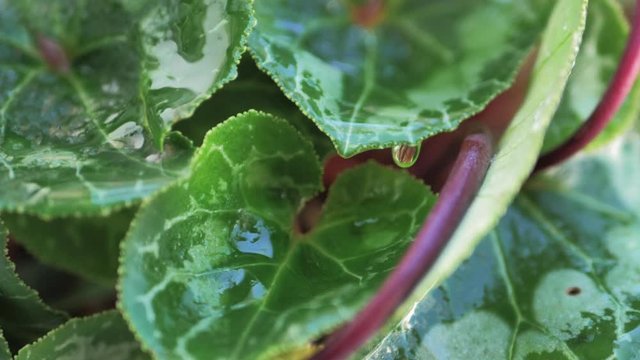 C&aacute;mara lenta de gota de agua de lluvia desliz&aacute;ndose en c&aacute;mara lenta sobre dos hijas verdes de planta de maceta en cascada
