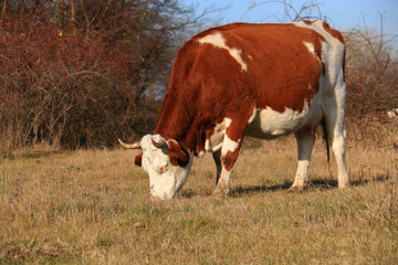 Fototapeta na wymiar Cow on the farm field.