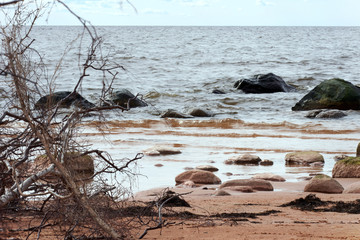 sea shore in early spring with large and small stones on the sea shore and in the sand, a small branch of a tree by the shore