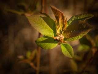 Close up of spring tree buds and early leaves. Selective focus.