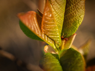 Fototapeta premium Close up of spring tree buds and early leaves with the ant inside the bud. Selective focus.