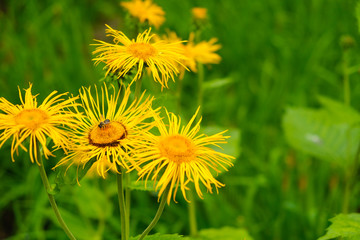 Yellow meadow flowers, elecampane yellow flowers, Inula helenium, also called horse-heal or elfdock