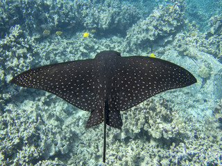 INDO-PACIFIC SPOTTED EAGLE RAY, 