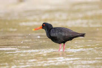 Variable oystercatcher (Haematopus unicolor) standing in shallow water