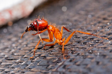 Large red ant which appears to be missing its abdomen. 