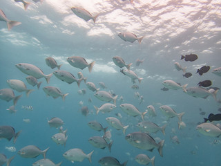 Mixed school of chubs and other tropical reef fish close to the choppy surface in Kona Hawaii. 