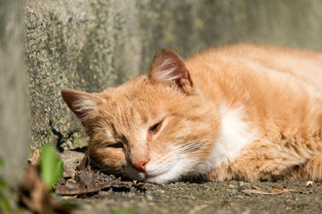 Red cat with half-closed eyes dozing in the sun