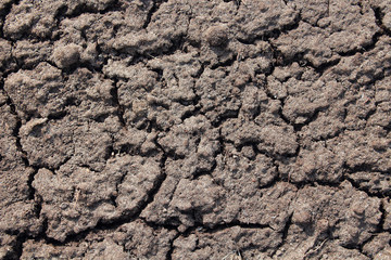 Black soil. Close-up. High sharpness. Top view. Background. Texture.