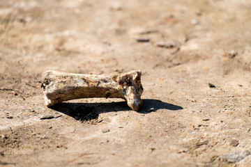 Gnawed bone lies on the ground