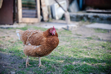 Brown hen walking outdoors on the countryyard in farm village