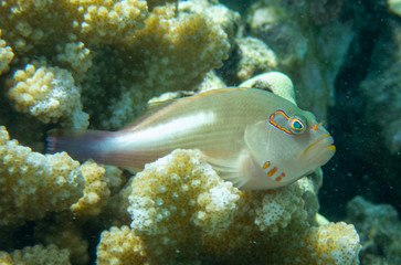 ARCEYE HAWKFISH, Paracirrhites arcatus,  piliko'a