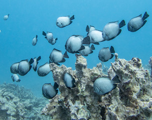 School of HAWAIIAN DASCYLLUS fish which are endemic to Hawaii. 