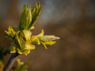 Close up of spring tree buds and early leaves. Selective focus.