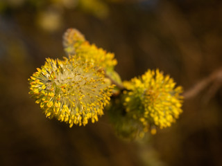 Close up of catkin during springtime. Yellow flower stamens. Selective focus