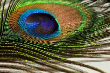 Fototapeta premium Oeil de Paon
