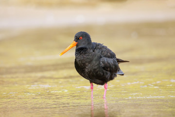 Variable oystercatcher (Haematopus unicolor) standing in shallow water