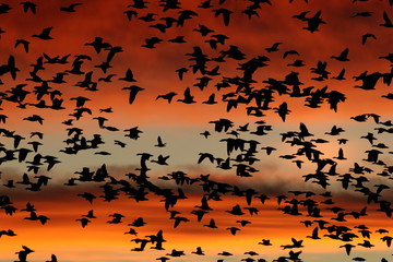 Snow geese in the dawn, Bosque del Apache, New Mexico USA