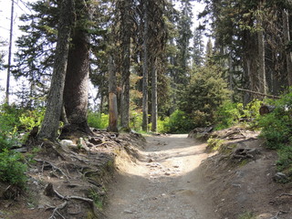 Hiking trail into the forest