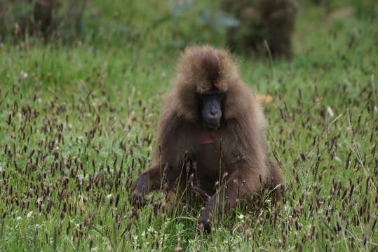 Malpa Bilder Durchsuchen 1,155 Archivfotos, und Videos