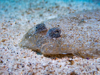 FLOWERY FLOUNDER, Flatfish, Bothus mancus.