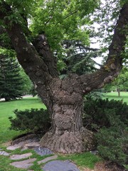 Mystical old tree in the garden