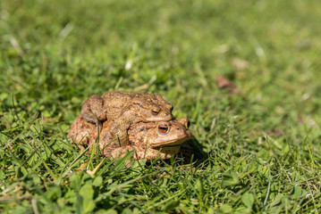 Krötenpaar im Gras